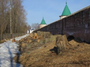 незаконная рубка деревьев Кострома