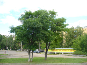Власти предложили застроить площадь Конституции в Костроме