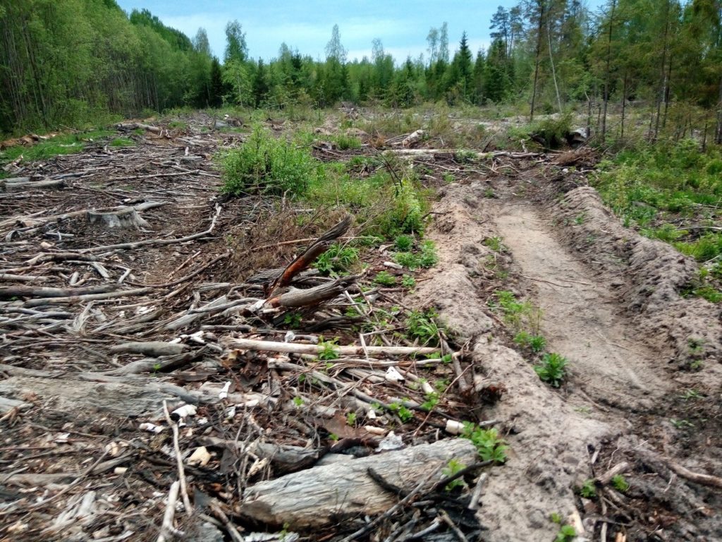 Под Костромой обнаружили следы варварского уничтожения лесов