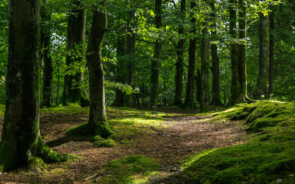 Проблемы экологического просвещения обсудят в костромском лесу