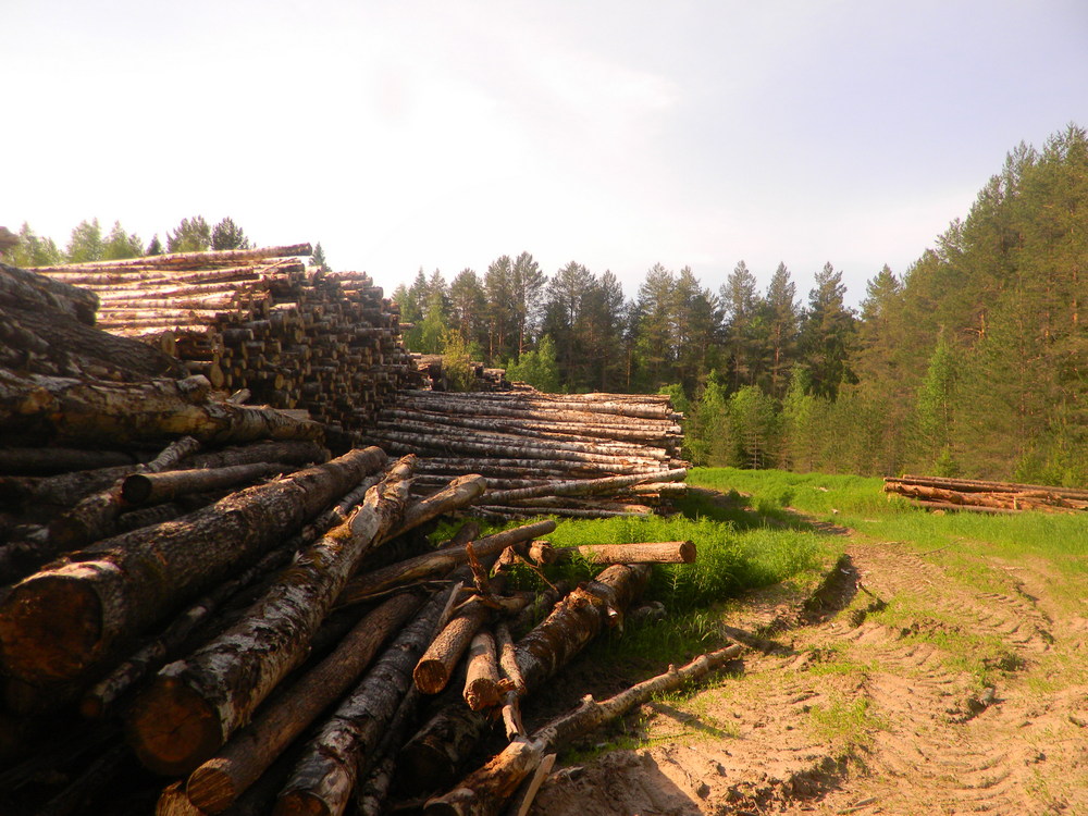 Кологривских чиновников заподозрили в распиле городского леса