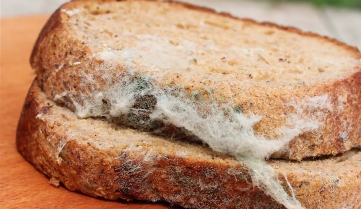 Кусочек хлеба с плесенью. Плесень на хлебе. Испорченный хлеб. Заплесневелый хлеб. Черная плесень на хлебе.