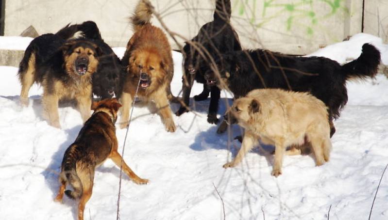 Агрессивные бродячие собаки атаковали костромские школы