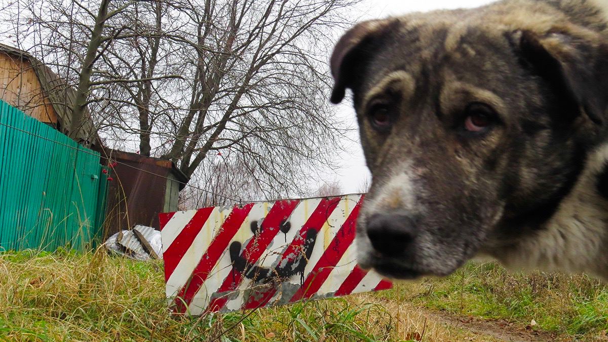 Беспризорные собаки под Костромой загрызли больше сотни домашних животных
