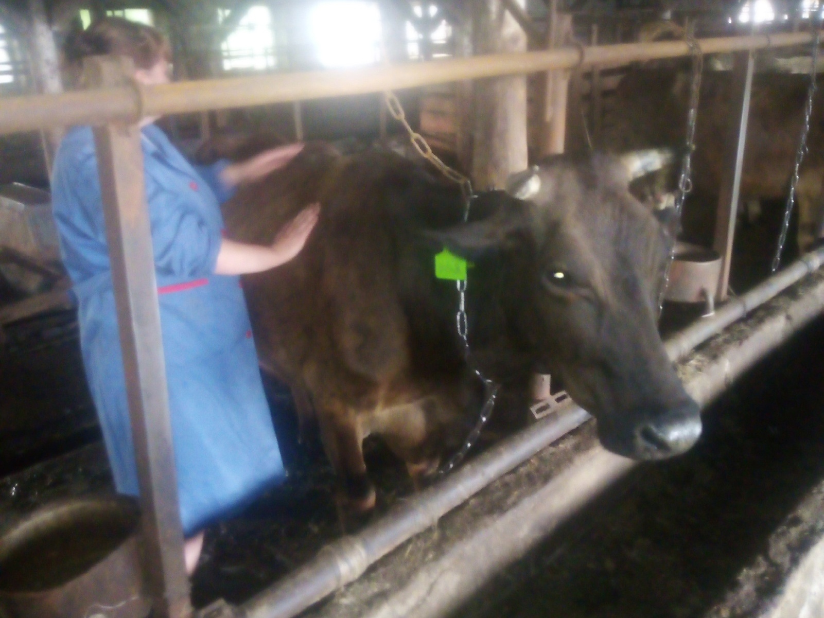 Костромичи объединились ради покупки коровы для многодетной семьи